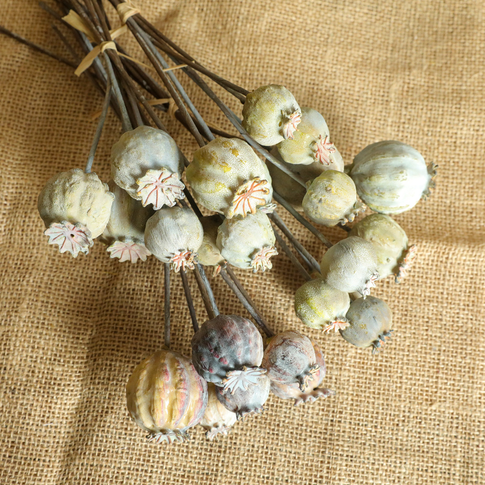 6Heads Poppies Fruit Dried Flo - Dried Flower Bunch recension och pris