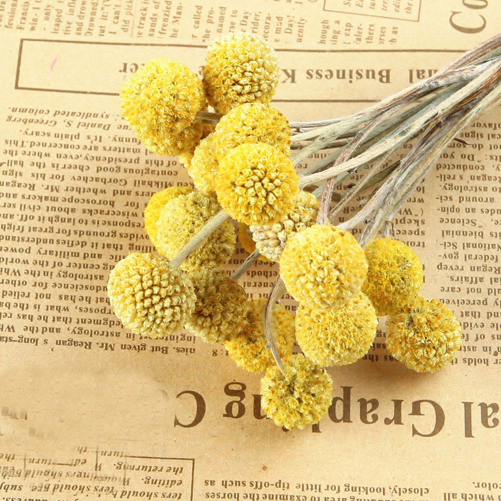 20pcs Natural dried Craspedia  - Dried Flower Bunch recension och pris