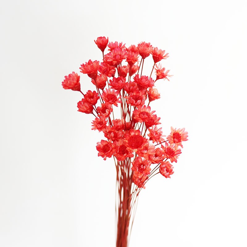 50Pcs/bunch Natural Dried Flow - Dried Flower Bunch recension och pris