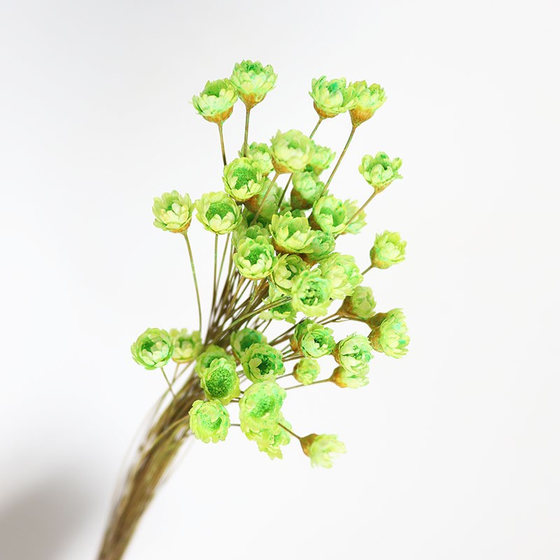 50Pcs/bunch Natural Dried Flow - Dried Flower Bunch recension och pris
