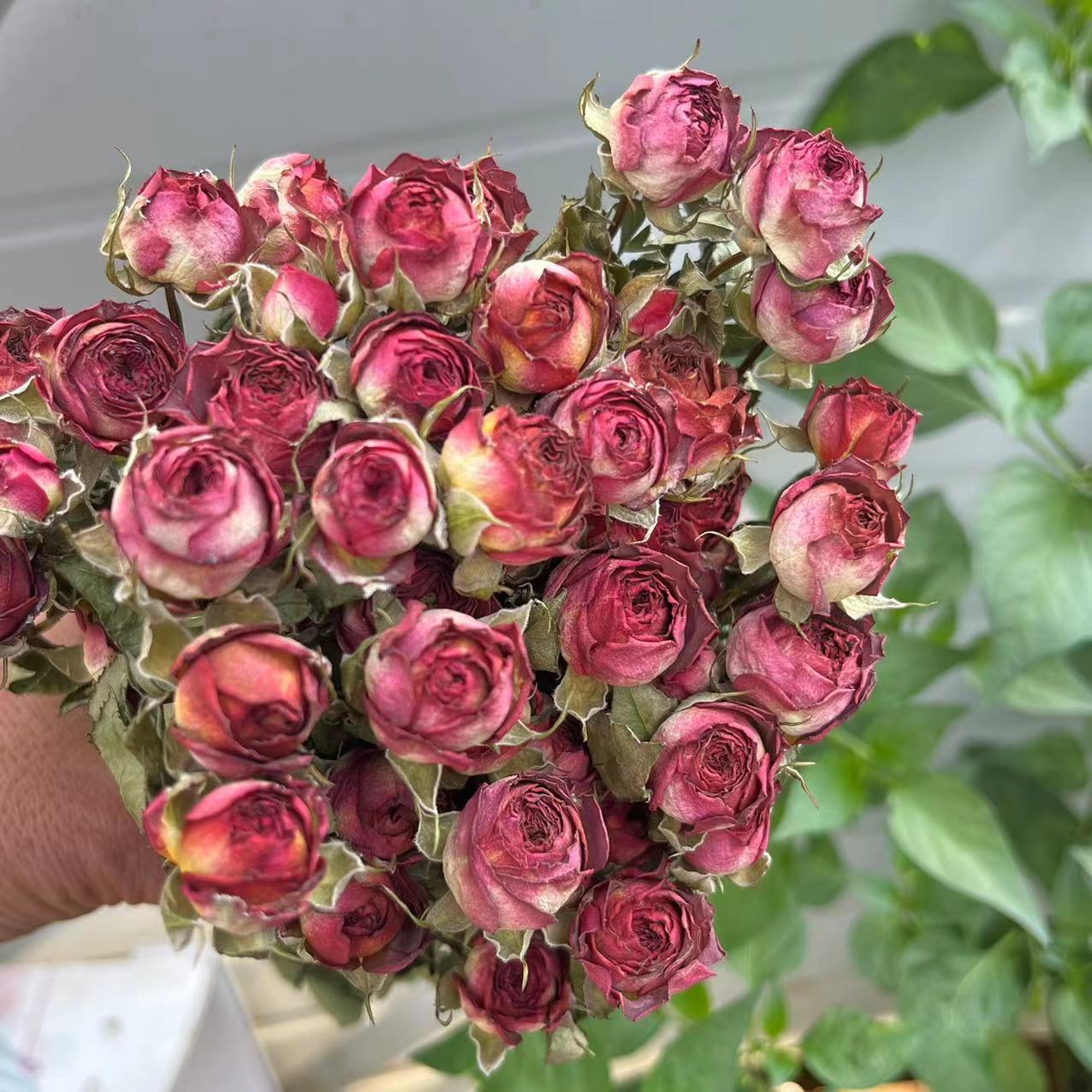 a lot Small Rose, Decorative N - Dried Flower Bunch recension och pris